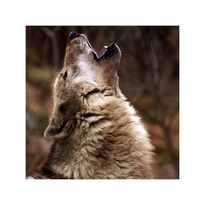 Guide+chaine 35cm,3/8"LP